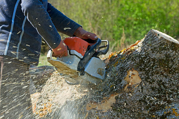 Best Tree Cutting Near Me  in Gra Forks Af, ND